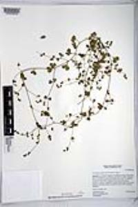 Pterostegia drymarioides image