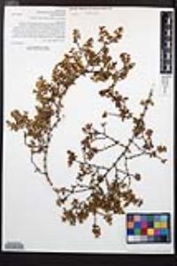 Larrea tridentata image