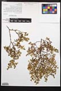 Larrea tridentata image