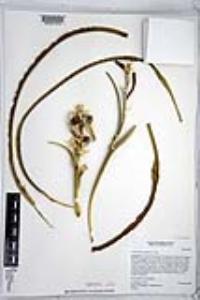 Hesperocallis undulata image