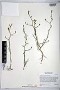 Stephanomeria pauciflora image