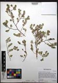 Lepidium lasiocarpum image