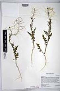 Sisymbrium irio image