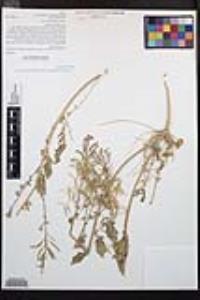 Chylismia claviformis var. aurantiaca image