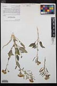Chylismia claviformis var. peirsonii image