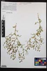 Fagonia pachyacantha image