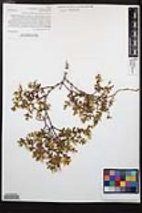 Larrea tridentata image
