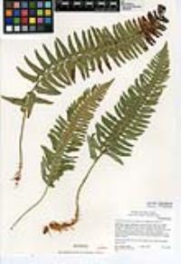 Polystichum imbricans image