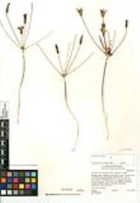 Brodiaea terrestris image