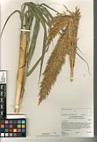 Arundo donax image