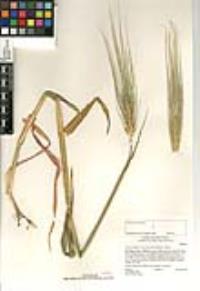 Hordeum vulgare image