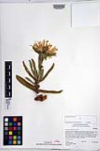 Carpobrotus edulis image