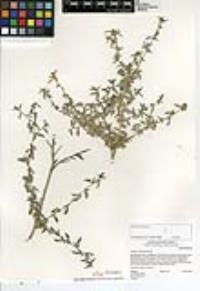 Atriplex semibaccata image