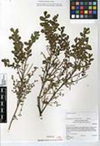 Baccharis pilularis image