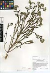 Senecio vulgaris image