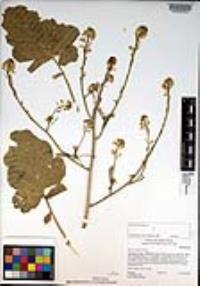 Brassica nigra image