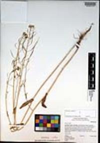 Brassica rapa image