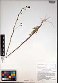 Caulanthus heterophyllus image