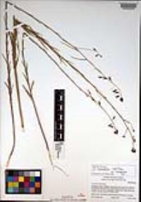 Caulanthus heterophyllus var. heterophyllus image