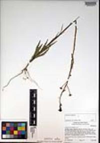 Caulanthus heterophyllus image