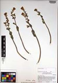Dithyrea californica image