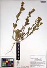 Dithyrea californica image