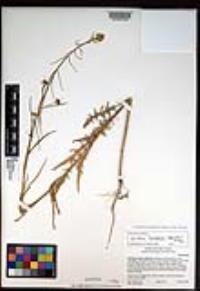 Caulanthus lasiophyllus image