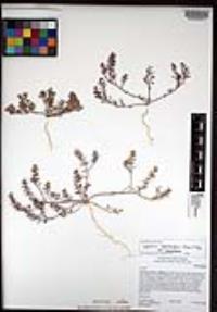 Lepidium lasiocarpum image