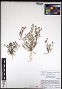 Lepidium lasiocarpum image