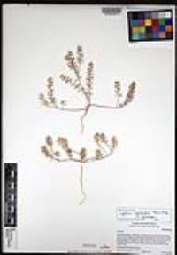 Lepidium lasiocarpum image