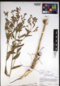 Lepidium latifolium image