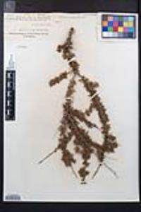 Adenostoma fasciculatum image