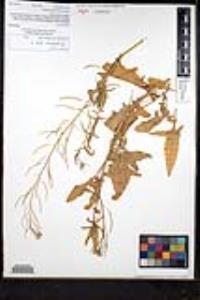 Sisymbrium irio image
