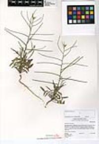 Sisymbrium orientale image