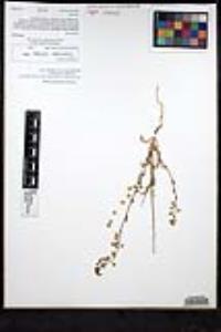 Thysanocarpus curvipes subsp. eradiatus image