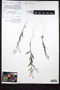 Thysanocarpus curvipes subsp. eradiatus image
