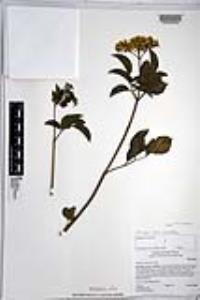 Sambucus cerulea image