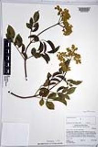 Sambucus cerulea image