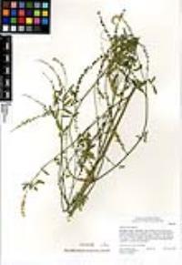 Medicago polymorpha image