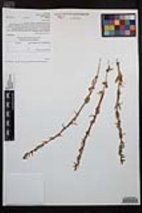 Camissoniopsis robusta image