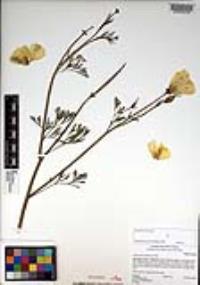 Eschscholzia californica image