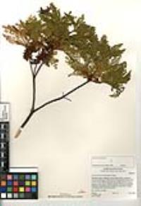 Chamaebatia australis image