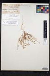 Thysanocarpus rigidus image