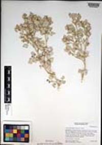 Atriplex hymenelytra image