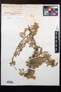 Senegalia greggii image