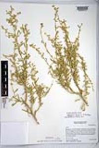 Atriplex canescens var. linearis image