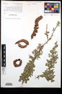 Senegalia greggii image