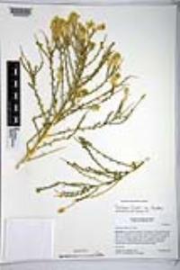 Petalonyx thurberi subsp. thurberi image