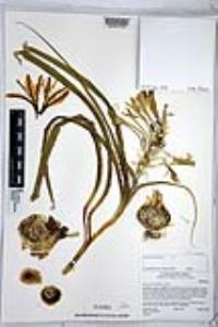 Hesperocallis undulata image