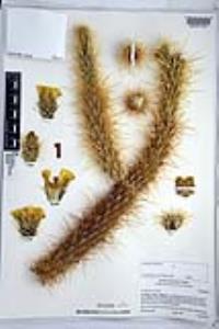 Cylindropuntia ganderi image